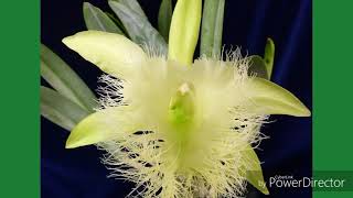 BrassavolaRhyncholaelia digbyana mass mount 3 plants one mount [upl. by Kristoffer]