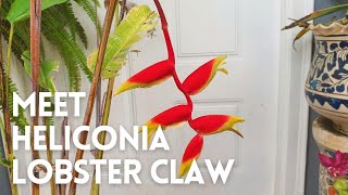 How to Grow Heliconia Rostrata in a Pot  Heliconia Lobster Claw [upl. by Osrit358]