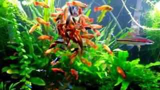 46 Gallon Aquarium Swordtail Molly and Platy Tank [upl. by Atilrep233]