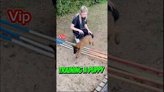 🔝Training Military Puppies dog belgianmalinois belgianmalinoisdog puppy doglover malinois [upl. by Lime]