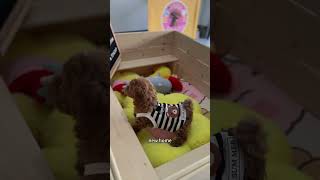 🇺🇸Toy poodle pup to new home in Murrieta CA congrats puppyreview puppyraiser puppyspot [upl. by Kimon]