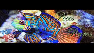 Top ten peces raros [upl. by Dennet111]