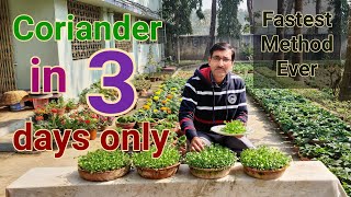 Fastest growing method of Coriander  No one told you before [upl. by Relyhcs]