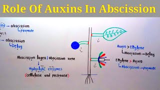 Role Of Auxins In Abscission  Lec 31  Plant Physiology [upl. by Navar]