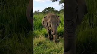 Wild Elephant Watching Wasgamuwa National Park Sri Lanka amazing viral wildlife video srilanka [upl. by Nwahsauq]