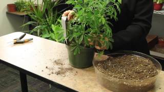 How to Plant an Arboricola  Gardening amp Plant Care [upl. by Nylkoorb]