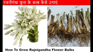 How to grow rajnigandha flower bulbs  Fragrant [upl. by Eadwine]