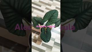 Alocasia for sale8281723614online [upl. by Nosretep]