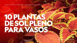 10 PLANTAS de SOL PLENO para VASOS [upl. by Godding]