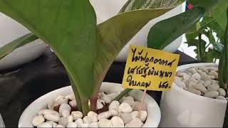 Ep 89  Rare Plants and Indoor Plants selling at shopping mall [upl. by Cheffetz]