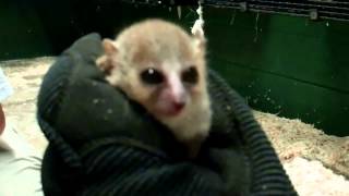 MOUSE LEMURS at DUKE LEMUR CENTER [upl. by Tsui]