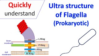 Ultrastructure of Flagella Prokaryotic [upl. by Attwood938]