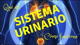 SISTEMA URINARIO Qué es y cómo funciona [upl. by Gad]