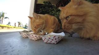 TNR with Jackson Galaxy and Cole amp Marmalade [upl. by Frankie96]