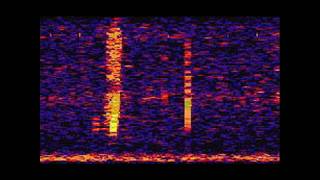 The Bloop A Mysterious Sound from the Deep Ocean  NOAA SOSUS [upl. by Nauqat]