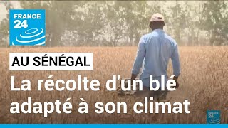 Sénégal  un blé adapté à son climat des chercheurs sénégalais récoltent un blé expérimental [upl. by Zaslow]