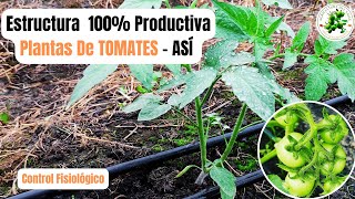 Mejor Estructura De PLANTAS DE TOMATES  Trucos De Experto [upl. by Esenwahs405]