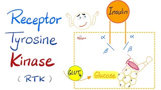 Insulin Receptor Tyrosine Kinase RTK  How insulin works [upl. by Ynohtnaed95]