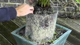 Amateur Gardening video Protecting tree ferns over winter [upl. by Chet]