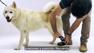 ✅ Soporte de tarso con férulas metálicas para perro Ortocanis [upl. by Dranoc411]