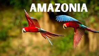 Sons da selva uma viagem auditiva pela Amazônia 4k [upl. by Ebonee]