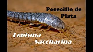 Lepisma Saccharina Pececillo de Plata [upl. by Acimahs]