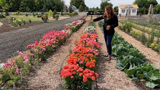 How I Grow Ranunculus  Schedule of Planting Dates 🌸🙌💚  Garden Answer [upl. by Haimaj]