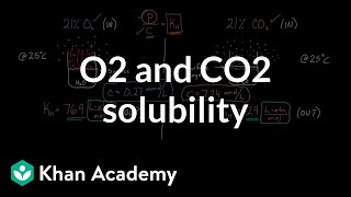 O2 and CO2 solubility  Respiratory system physiology  NCLEXRN  Khan Academy [upl. by Necaj]