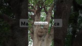 Madhuca Indica tree [upl. by Ttcos]