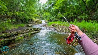 Streamer Fly Fishing for Small Creek Trout Brook trout and Rainbow Trout [upl. by Ahsenid]