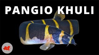 Pangio khuli  Kuhli myersi ✔ [upl. by Suiraj]