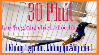 CLB chim cảnh đất việt  30 phút luyện giọng chòe lửa mỗi ngày Không tạp âm Không quảng cáo EP01 [upl. by Eyram]