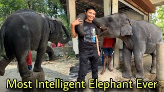 Meeting Most Intelligent Elephant Ever  This Elephant is More Smarter Than Human  Baby Elephant [upl. by Conroy482]