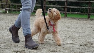 Harry  Labradoodle Puppy  3 Week Residential Dog Training at Adolescent Dogs [upl. by Nref]