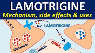 Lamotrigine  Mechanism side effects drug interactions amp uses [upl. by Lyndes399]