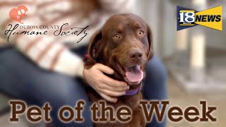 Meet Rigatoni The Dubois County Humane Society Pet of The Week [upl. by Ahsiym747]