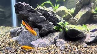 Apistogramma agassizii Fire Red [upl. by Leehar]