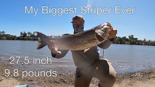 Sacramento River June Striper Fishing 2023 LIVE PIKE MINNOW [upl. by Ylrahc]