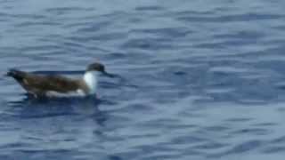 Great Shearwater Puffinus gravis Slow Motion Watch as He puts His Head Under Water [upl. by Daryn]