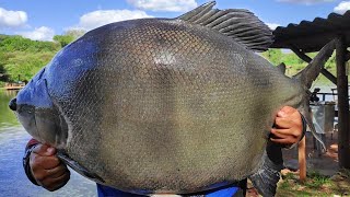 ACHEI O PARAÍSO DA PESCA ESPORTIVA EM PESQUEIROS [upl. by Notnirt935]