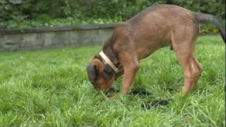 How to Stop Puppy Biting Iams® Puppy Training [upl. by Appledorf]