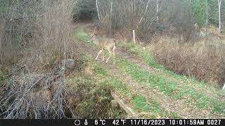 Tomahawk Trail Camera Nov 1222 2023 The forgotten Camera [upl. by Anemaj228]