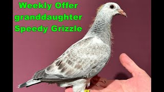 Week Offer granddaughter Speedy Grizzle SOLD [upl. by Hasheem930]