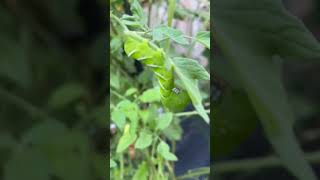 Tomato Hornworm gardenpests organicgardener backyardgardening [upl. by Aiak]