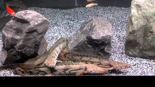 Young BICHIRS in a Grow Out Tank [upl. by Michal]