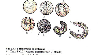 dezvoltarea ontogenetica a metazoarelor [upl. by Fortune]