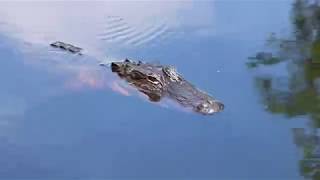 Okefenokee Swamp Overnight Canoe Trip [upl. by Ergener]