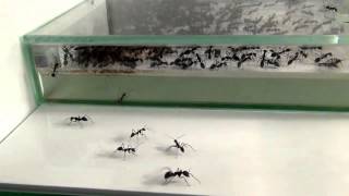 27 07 2013 Camponotus Singularis [upl. by Ailesor399]