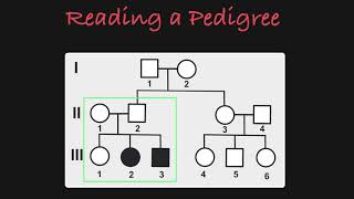 How to Read a Pedigree [upl. by Nosreh]