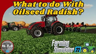 FS22 Guide What Is Oilseed Radish Used For Benefits amp Tips Help I Bought A Farm [upl. by Luar]